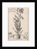Lily of Constantinople by Jan Claesz ten Hoorn