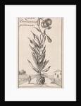 Lily of Constantinople by Jan Claesz ten Hoorn