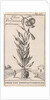 Lily of Constantinople by Jan Claesz ten Hoorn