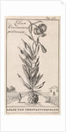 Lily of Constantinople by Jan Claesz ten Hoorn