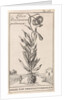 Lily of Constantinople by Jan Claesz ten Hoorn
