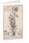 Lily of Constantinople by Jan Claesz ten Hoorn