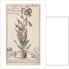 Lily of Constantinople by Jan Claesz ten Hoorn
