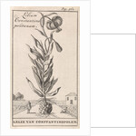 Lily of Constantinople by Jan Claesz ten Hoorn