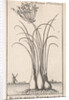 Common spike-rush, creeping spike-rush or marsh spike-rush, Eleocharis palustris by Jan Claesz ten Hoorn
