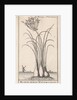 Common spike-rush, creeping spike-rush or marsh spike-rush, Eleocharis palustris by Jan Claesz ten Hoorn