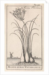 Common spike-rush, creeping spike-rush or marsh spike-rush, Eleocharis palustris by Jan Claesz ten Hoorn
