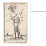 Common spike-rush, creeping spike-rush or marsh spike-rush, Eleocharis palustris by Jan Claesz ten Hoorn