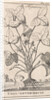 Herb by Jan Claesz ten Hoorn