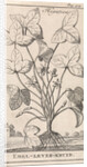 Herb by Jan Claesz ten Hoorn