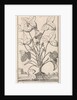 Herb by Jan Claesz ten Hoorn