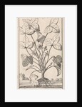 Herb by Jan Claesz ten Hoorn