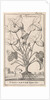 Herb by Jan Claesz ten Hoorn