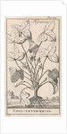 Herb by Jan Claesz ten Hoorn