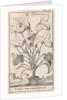 Herb by Jan Claesz ten Hoorn