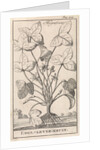 Herb by Jan Claesz ten Hoorn