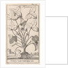 Herb by Jan Claesz ten Hoorn