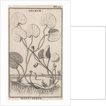 Mansoor by Jan Claesz ten Hoorn