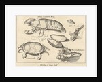 Lobster, crab and shells by Francoys van Beusekom