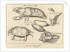Lobster, crab and shells by Francoys van Beusekom