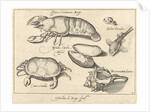 Lobster, crab and shells by Francoys van Beusekom