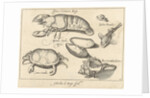 Lobster, crab and shells by Francoys van Beusekom