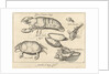Lobster, crab and shells by Francoys van Beusekom