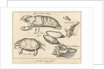 Lobster, crab and shells by Francoys van Beusekom