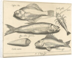Shrimp and eel by Nicolaes de Bruyn