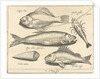 Shrimp and eel by Nicolaes de Bruyn
