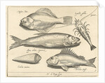 Shrimp and eel by Nicolaes de Bruyn