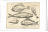 Shrimp and eel by Nicolaes de Bruyn