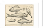 Shrimp and eel by Nicolaes de Bruyn