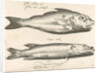 Haddock and pike by Nicolaes de Bruyn