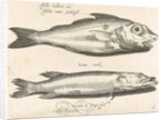 Haddock and pike by Nicolaes de Bruyn