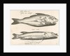 Haddock and pike by Nicolaes de Bruyn