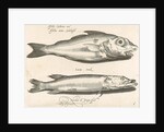 Haddock and pike by Nicolaes de Bruyn
