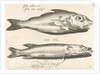 Haddock and pike by Nicolaes de Bruyn
