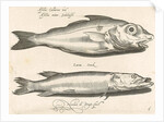 Haddock and pike by Nicolaes de Bruyn