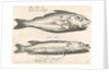 Haddock and pike by Nicolaes de Bruyn