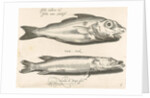 Haddock and pike by Nicolaes de Bruyn