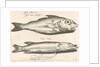 Haddock and pike by Nicolaes de Bruyn