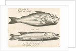 Haddock and pike by Nicolaes de Bruyn