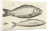 Carp and whitefish by Nicolaes de Bruyn