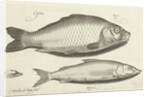 Carp and whitefish by Nicolaes de Bruyn