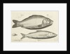 Carp and whitefish by Nicolaes de Bruyn