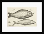 Carp and whitefish by Nicolaes de Bruyn