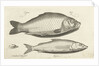 Carp and whitefish by Nicolaes de Bruyn