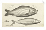 Carp and whitefish by Nicolaes de Bruyn
