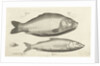 Carp and whitefish by Nicolaes de Bruyn